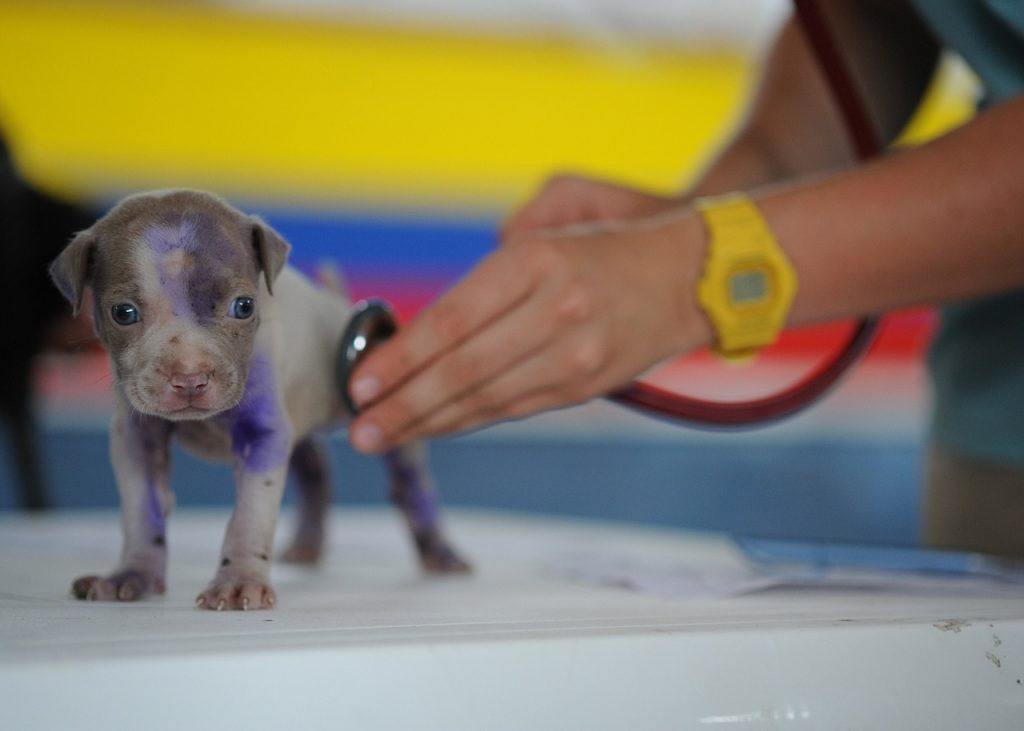 Veterinari koji razumeju vašeg ljubimca
