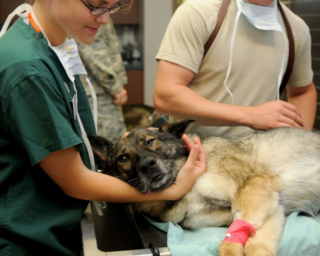 Hitna veterinarska usluga u svakom trenutku